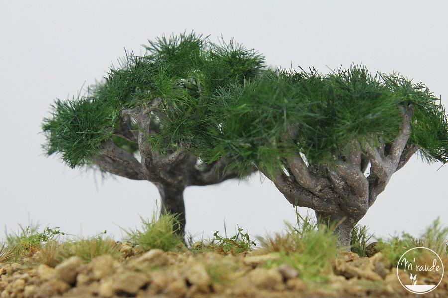 Les dragonniers de Socotra au Yemen détails 1