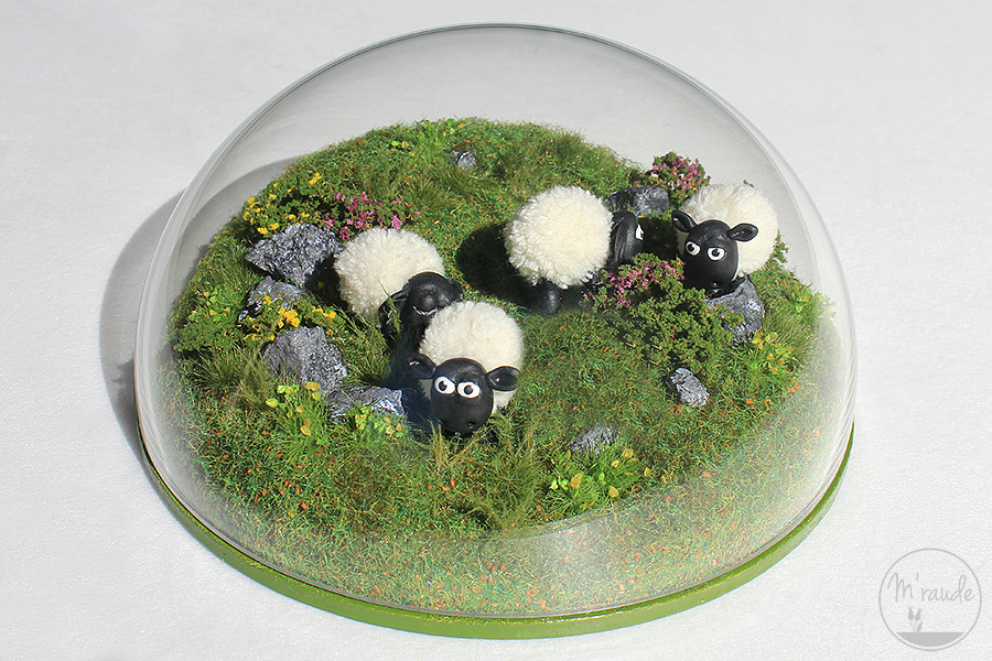 Moutons d'Irlande